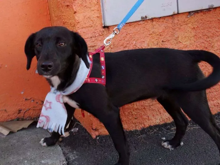 Cachorro ra a srd idade 7 a 11 meses nome Negresco
