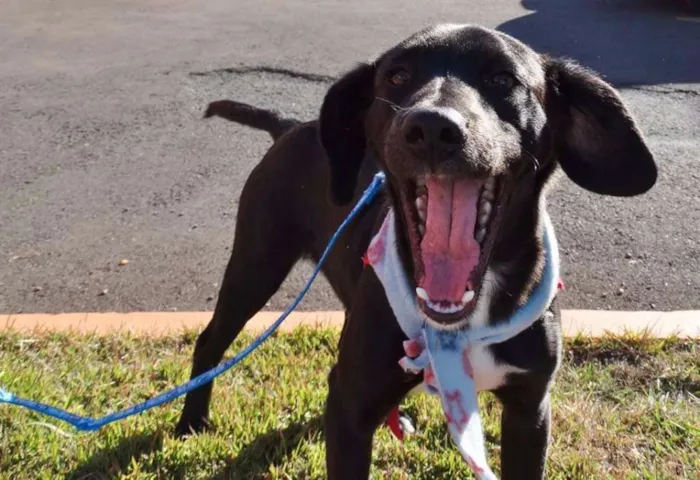 Cachorro ra a srd idade 7 a 11 meses nome Negresco
