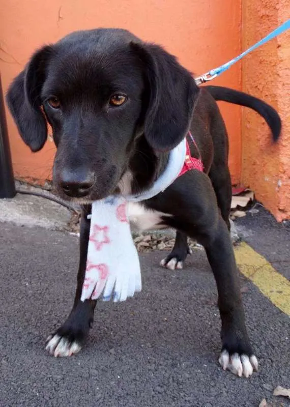 Cachorro ra a srd idade 7 a 11 meses nome Negresco