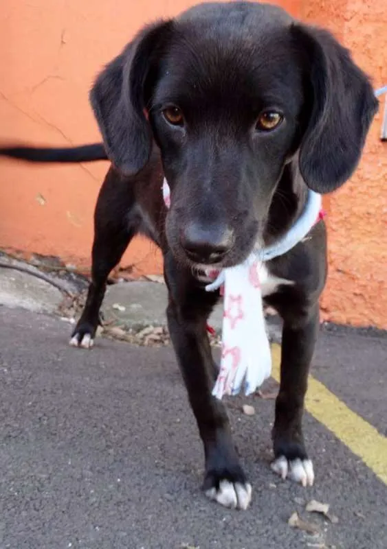 Cachorro ra a srd idade 7 a 11 meses nome Negresco