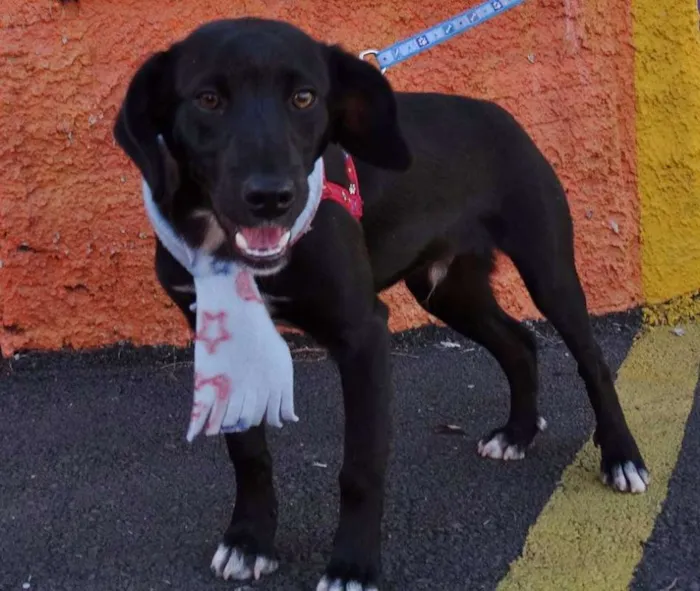 Cachorro ra a srd idade 7 a 11 meses nome Negresco