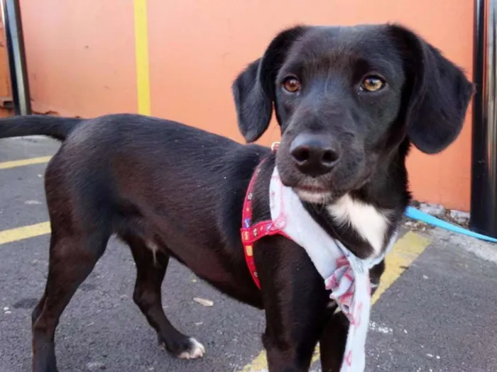 Cachorro ra a srd idade 7 a 11 meses nome Negresco