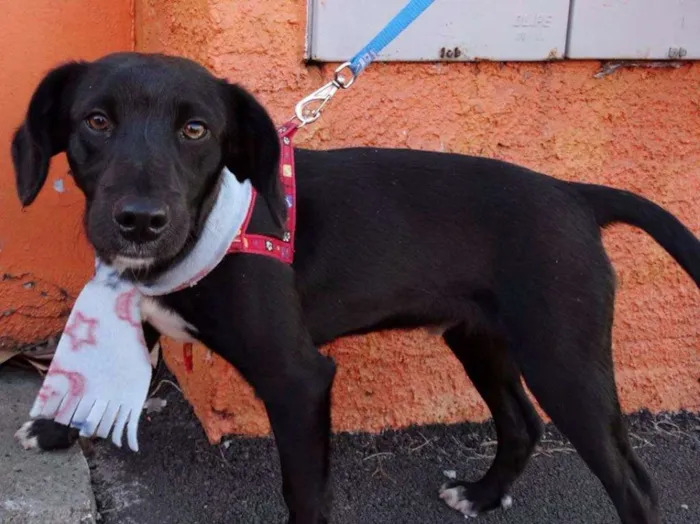 Cachorro ra a srd idade 7 a 11 meses nome Negresco