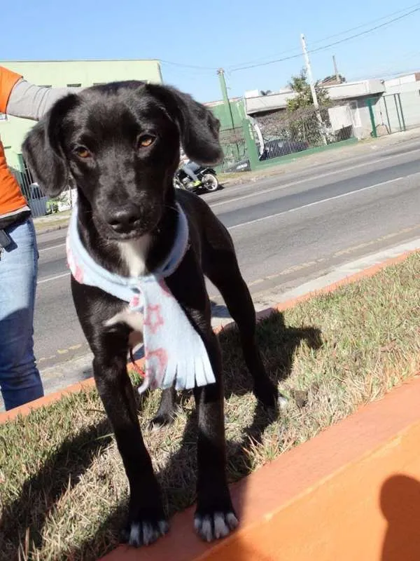 Cachorro ra a srd idade 7 a 11 meses nome Negresco