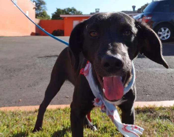 Cachorro ra a srd idade 7 a 11 meses nome Negresco