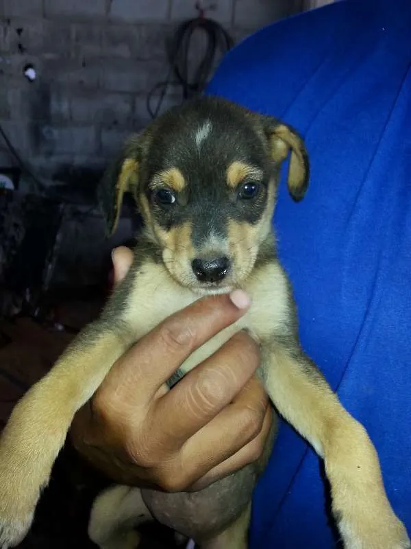 Cachorro raça viralata idade 2 a 6 meses nome sem nome