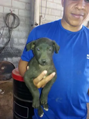 Cachorro raça viralata idade 2 a 6 meses nome sem nome