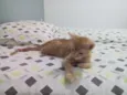 Simba