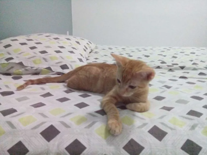 Gato ra a Angorá idade 2 a 6 meses nome Simba