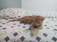 Simba
