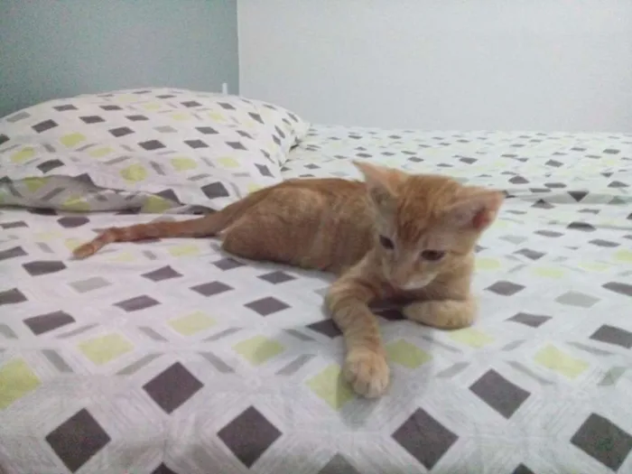 Gato ra a Angorá idade 2 a 6 meses nome Simba