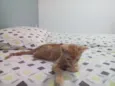 Simba
