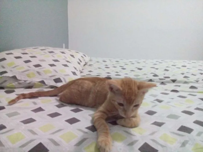 Gato ra a Angorá idade 2 a 6 meses nome Simba