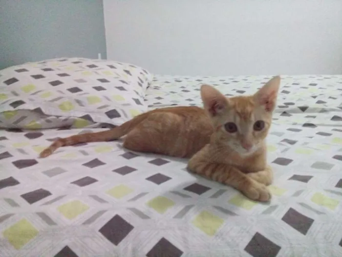 Gato ra a Angorá idade 2 a 6 meses nome Simba