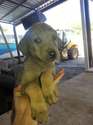 Cachorro raça viralata idade 2 a 6 meses nome sem nome