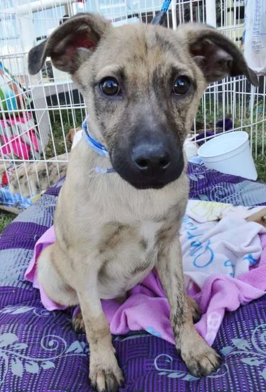 Cachorro ra a SRD idade 2 a 6 meses nome Dexter