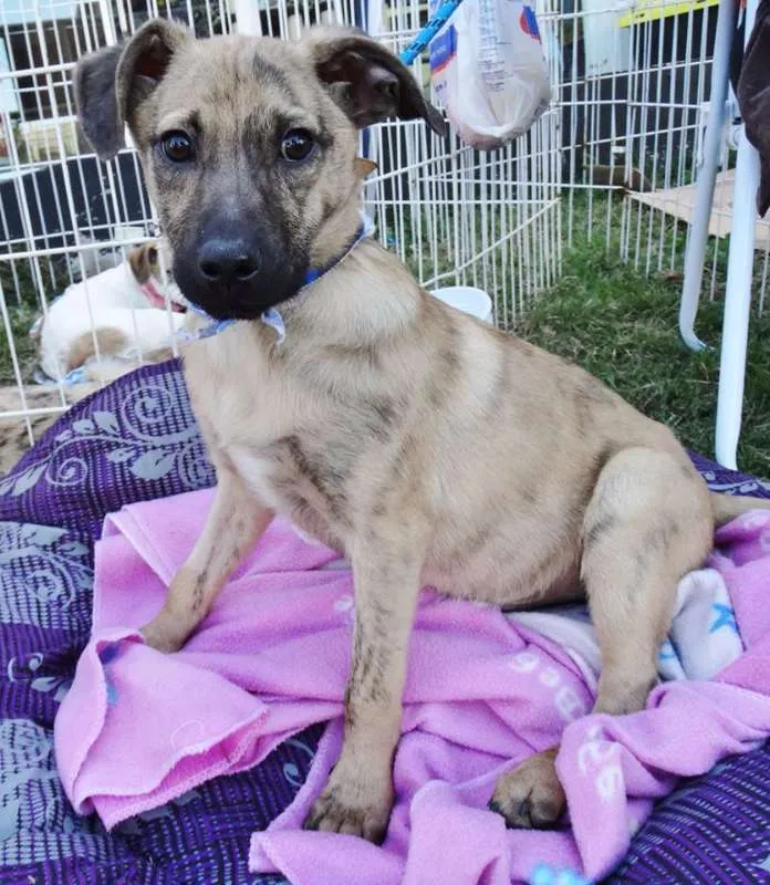 Cachorro ra a SRD idade 2 a 6 meses nome Dexter