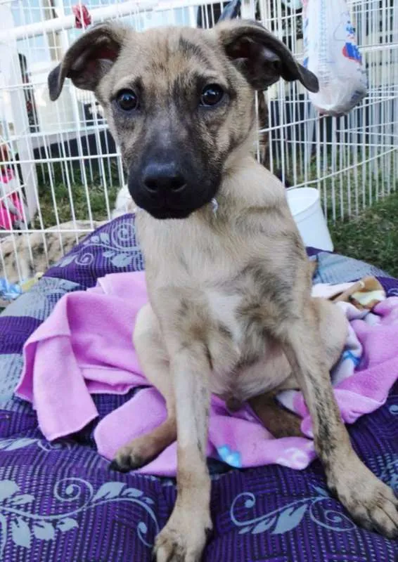 Cachorro ra a SRD idade 2 a 6 meses nome Dexter