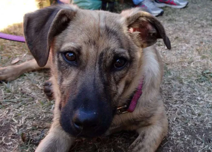 Cachorro ra a SRD idade 2 a 6 meses nome Dexter