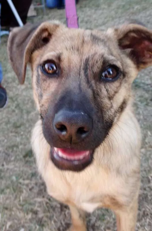 Cachorro ra a SRD idade 2 a 6 meses nome Dexter