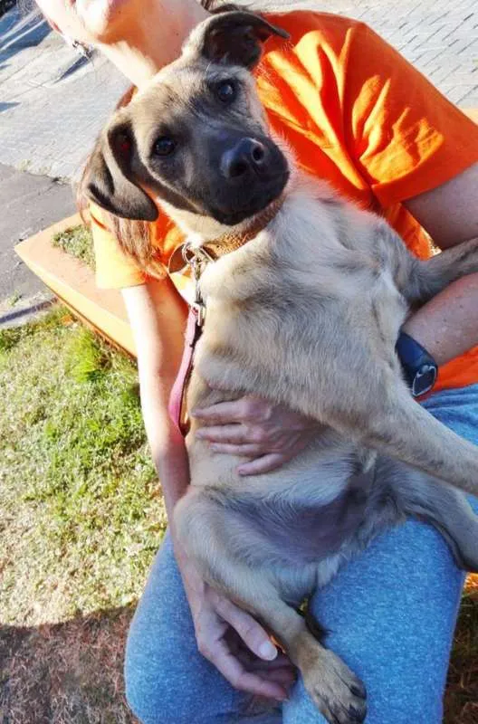 Cachorro ra a SRD idade 2 a 6 meses nome Dexter
