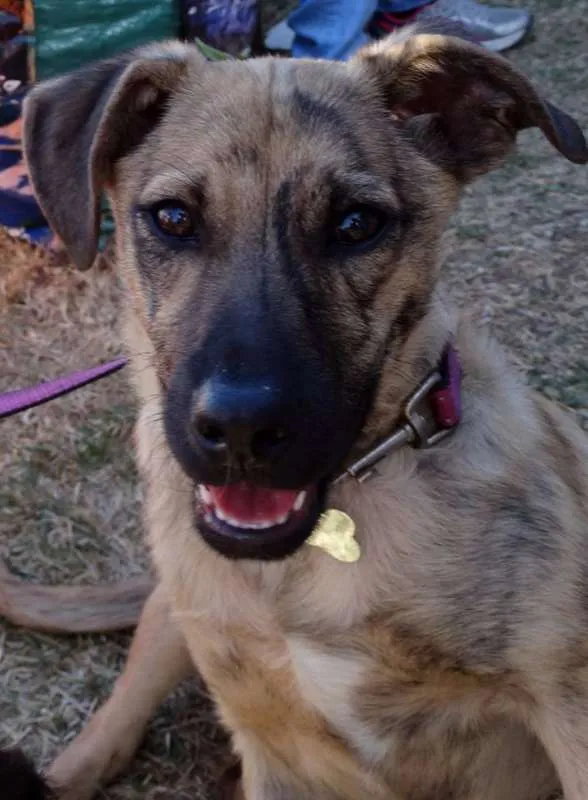 Cachorro ra a SRD idade 2 a 6 meses nome Dexter