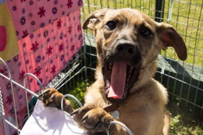 Cachorro ra a SRD idade 2 a 6 meses nome Dexter