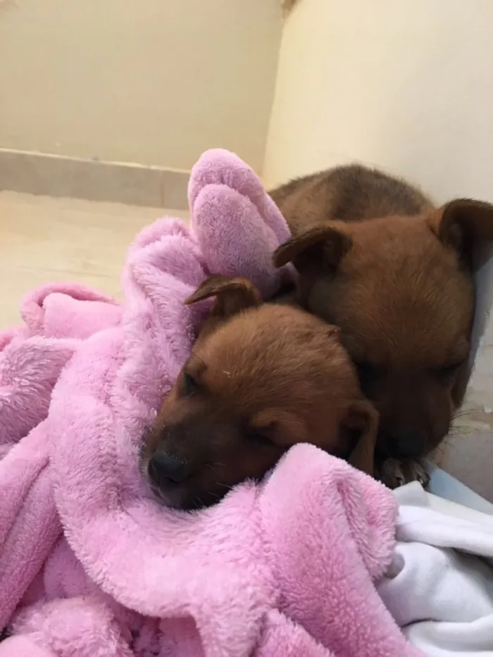 Cachorro ra a Não sei idade Abaixo de 2 meses nome Jorge e kloe 