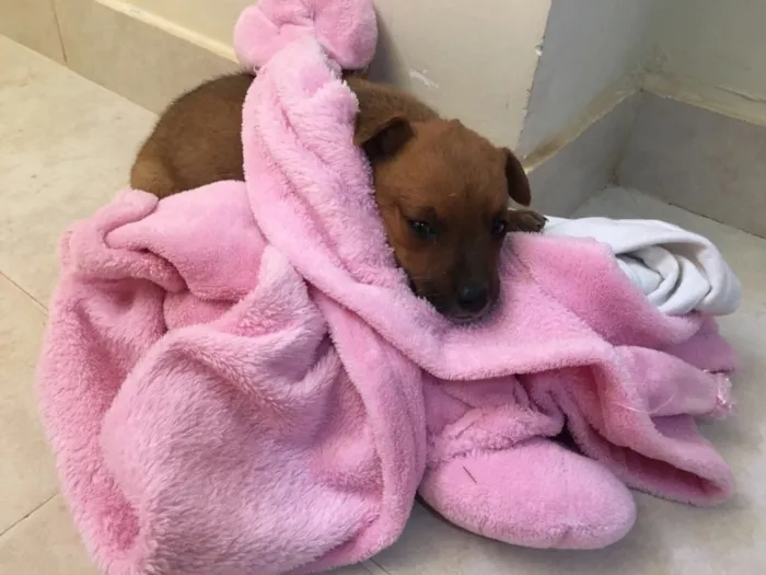 Cachorro ra a Não sei idade Abaixo de 2 meses nome Jorge e Kloe