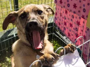 Cachorro raça SRD idade 2 a 6 meses nome Dexter