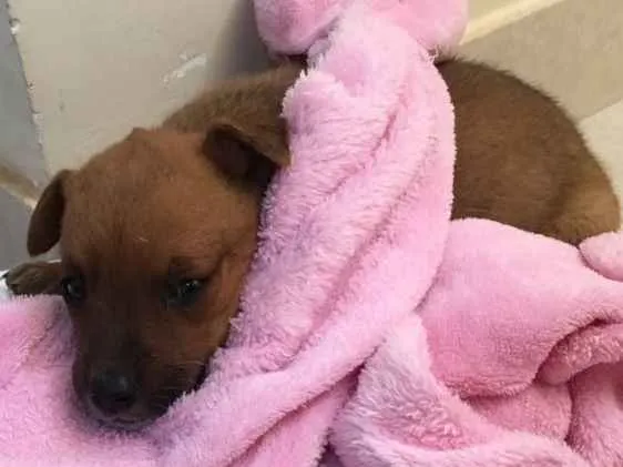Cachorro ra a Não sei idade Abaixo de 2 meses nome Jorge e Kloe