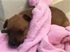 Cachorro raça Não sei idade Abaixo de 2 meses nome Jorge e Kloe