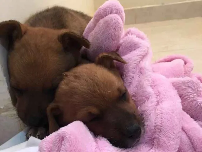 Cachorro ra a Não sei idade Abaixo de 2 meses nome Jorge e kloe 