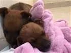Cachorro raça Não sei idade Abaixo de 2 meses nome Jorge e kloe 