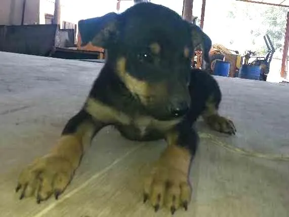 Cachorro raça viralata idade 2 a 6 meses nome sem nome