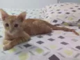 Simba