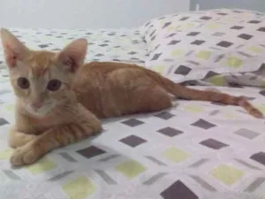Gato raça Angorá idade 2 a 6 meses nome Simba
