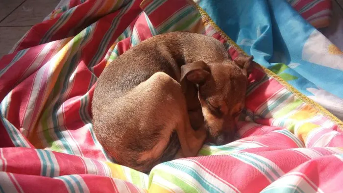 Cachorro raça Vira lata idade 2 a 6 meses nome Doguinho