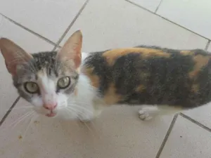 Gato raça Não sei idade 1 ano nome Cat