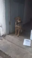 Doguinho
