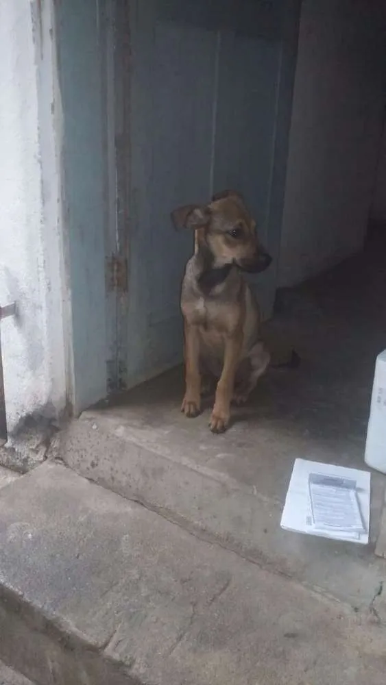 Cachorro raça Vira lata idade 2 a 6 meses nome Doguinho