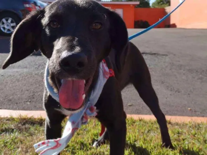 Cachorro ra a srd idade 7 a 11 meses nome Negresco