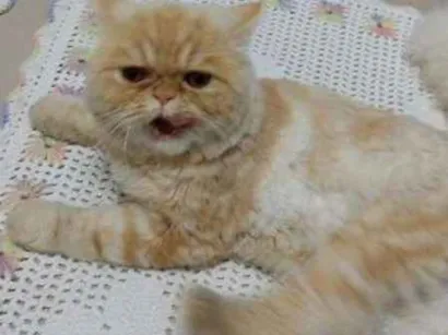 Gato raça persa idade 2 anos nome taren GRATIFICA