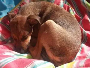 Cachorro raça Vira lata idade 2 a 6 meses nome Doguinho