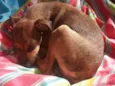 Doguinho