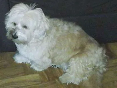 Cachorro raça xxx idade  nome xxx