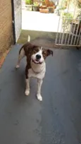 apolo
