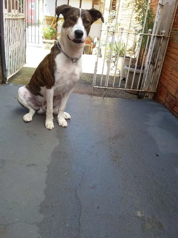 Cachorro ra a pitbul+vira-lata idade 2 anos nome apolo