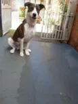 apolo