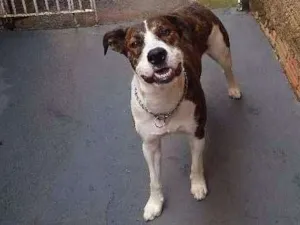 Cachorro raça pitbul+vira-lata idade 2 anos nome apolo